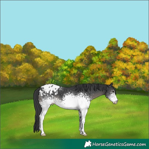 Horse Color:White Spotted Black Blanket