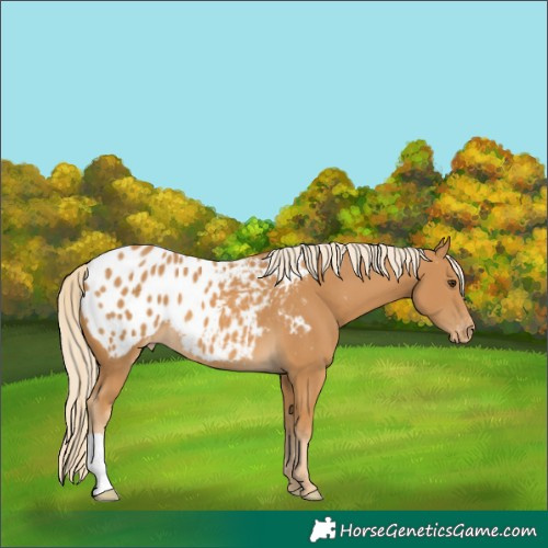 Horse Color:Palomino Blanket