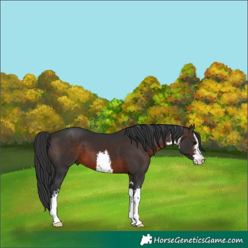 Horse Color:White Spotted Brown Mushroom