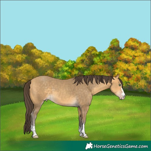 Horse Color:Sable Cream Champagne