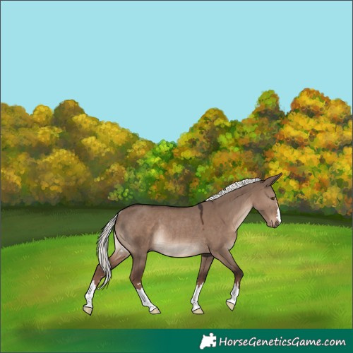 Horse Color:Liver Red Dun Mushroom Rabicano 