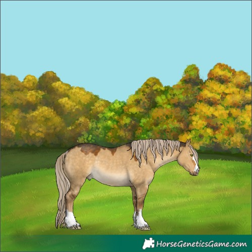 Horse Color:Chocolate Palomino Dun Mushroom Rabicano 