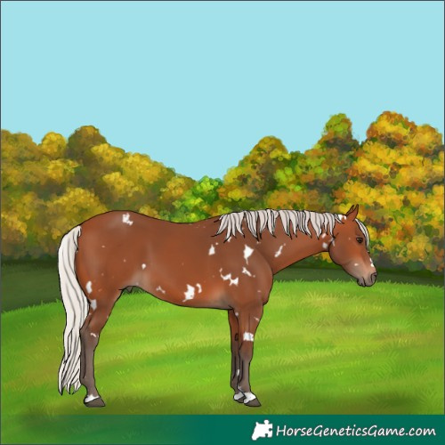 Horse Color:White Spotted Silver Bay 