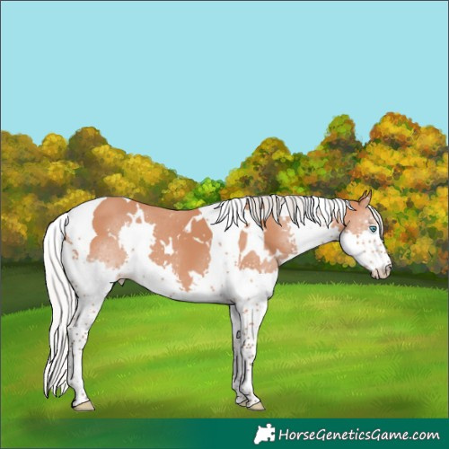 Horse Color:White Spotted Silver Bay Splash Tobiano 