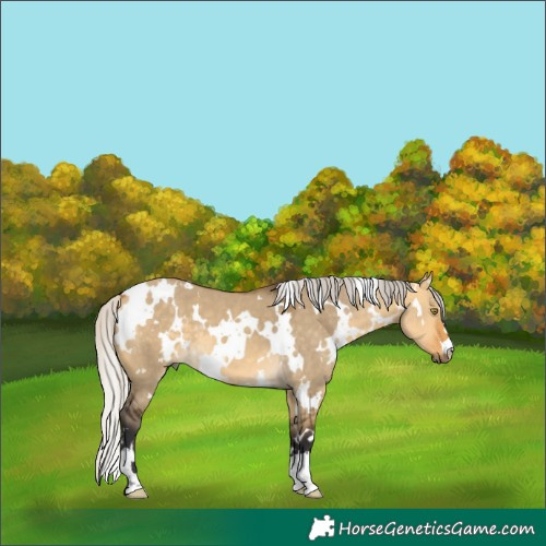 Horse Color:White Spotted Silver Buckskin Dun