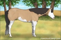 Horse Color:Bay Roan Dun Splash