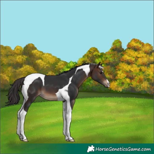 Horse Color:Brown Tobiano