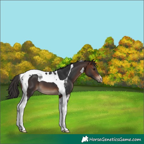 Horse Color:Brown Tobiano 