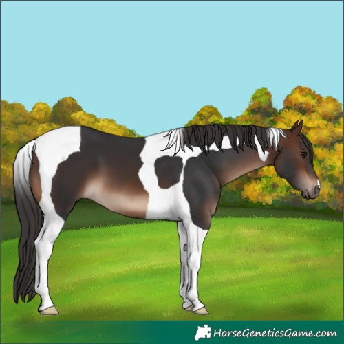 Horse Color:Brown Tobiano 