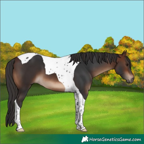 Horse Color:Brown Tobiano