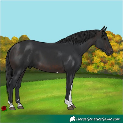 Horse Color:Brown Tobiano