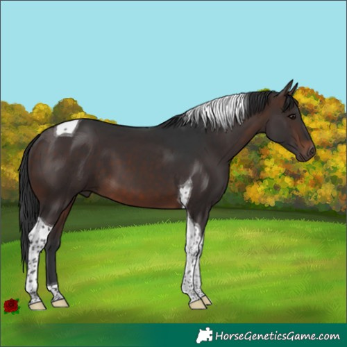 Horse Color:Brown Tobiano