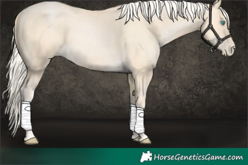 Horse Color:Palomino Pearl