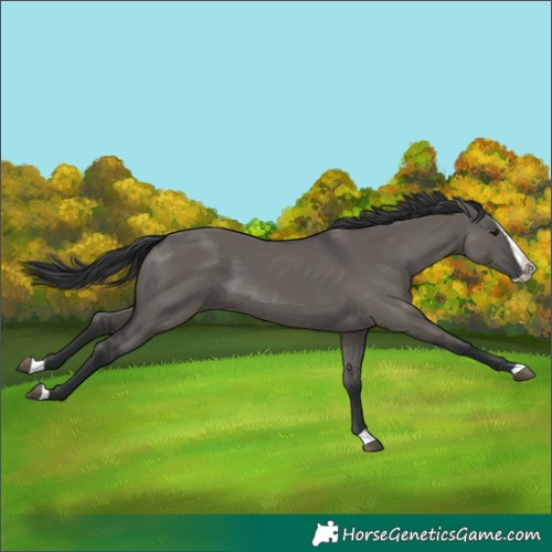 Horse Color:Grullo Splash