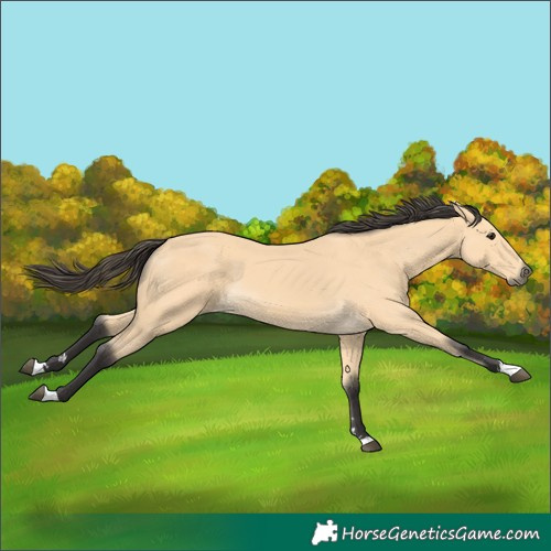 Horse Color:Buckskin