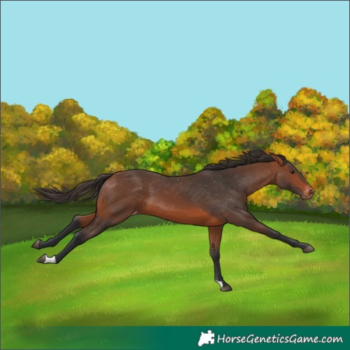 Horse Color:Bay Varnish