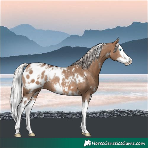 Horse Color:White Spotted Silver Bay Dun Splash Blanket Rabicano 