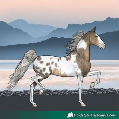 Horse Color:Silver Smoky Grullo Splash Tobiano Blanket Rabicano 