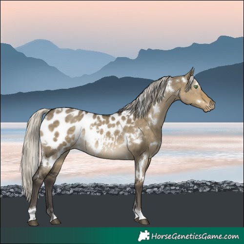 Horse Color:White Spotted Silver Smoky Grullo Near Leopard Rabicano