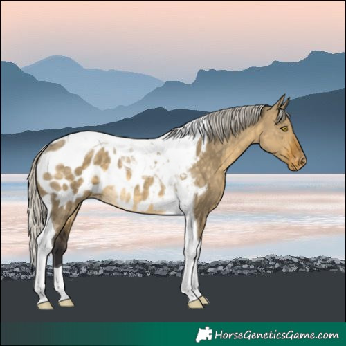 Horse Color:Silver Buckskin Dun Tobiano Blanket Rabicano
