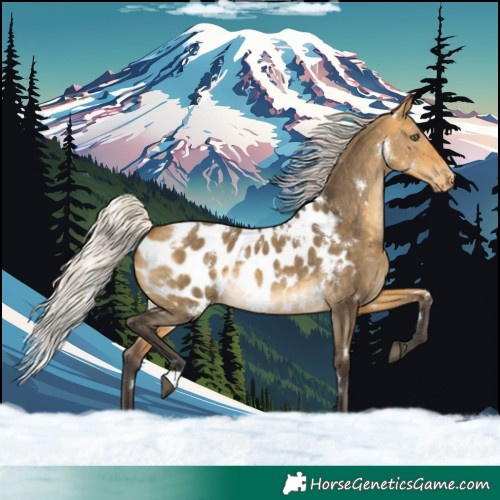 Horse Color:White Spotted Silver Buckskin Dun Near Leopard Rabicano