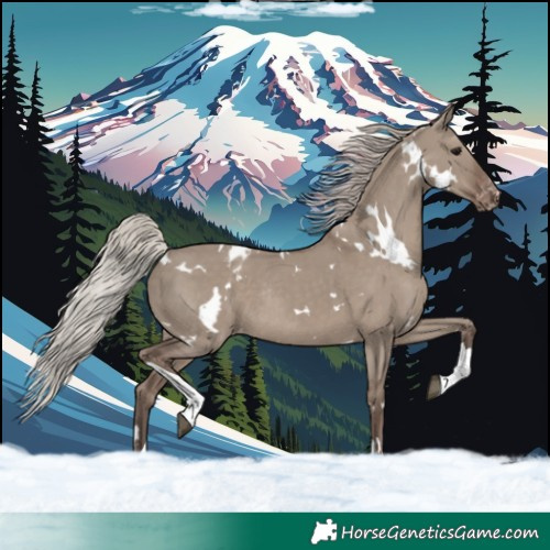 Horse Color:White Spotted Silver Grullo Tobiano Blanket Rabicano