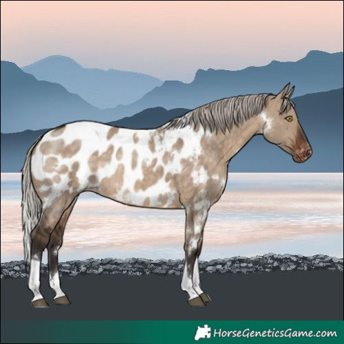 Horse Color:White Spotted Silver Brown Dun Tobiano Blanket Rabicano