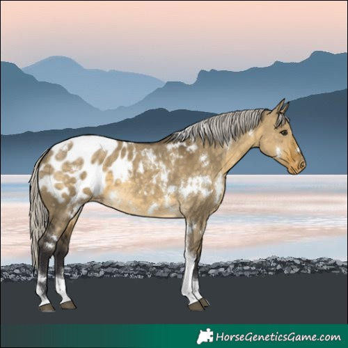 Horse Color:White Spotted Silver Buckskin Dun Tobiano Blanket 