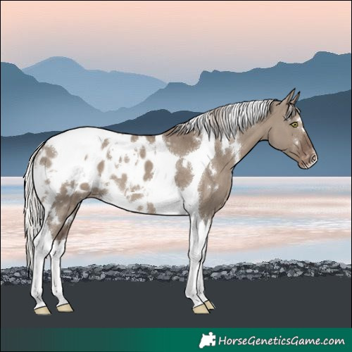 Horse Color:White Spotted Silver Grullo Tobiano Blanket 