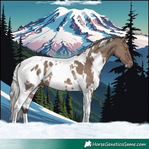 Horse Color:White Spotted Silver Grullo Tobiano Blanket