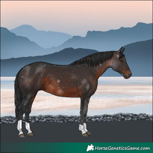 Horse Color:Brown Tobiano