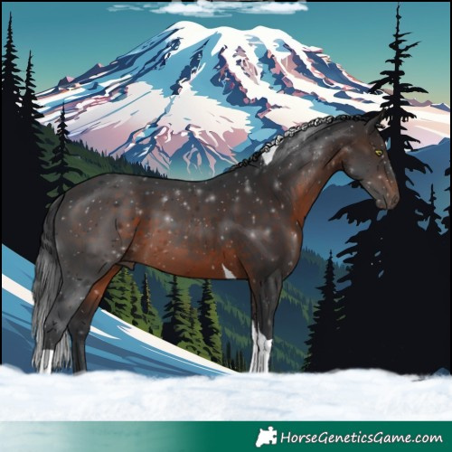 Horse Color:Brown Tobiano 
