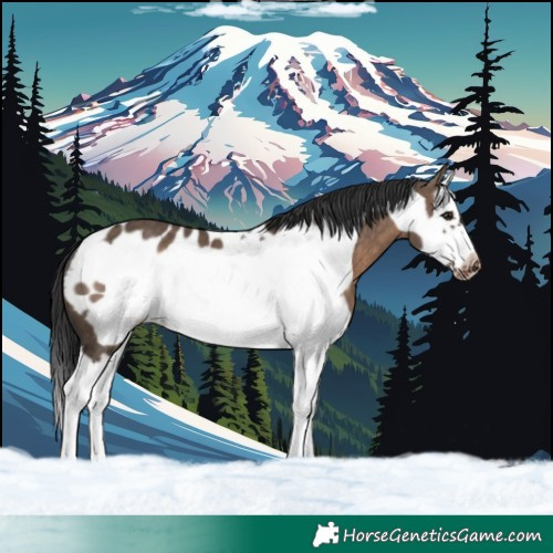Horse Color:Brown Dun Splash Frame Blanket