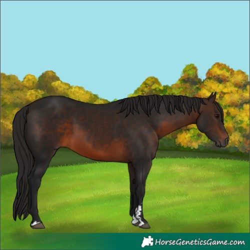 Horse Color:Gray Bay 