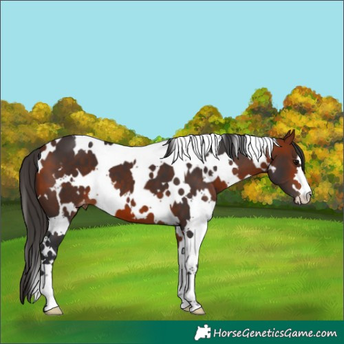 Horse Color:White Spotted Bay Varnish
