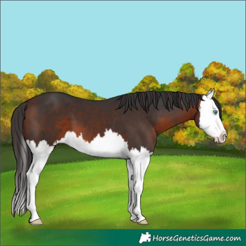 Horse Color:Bay Splash 