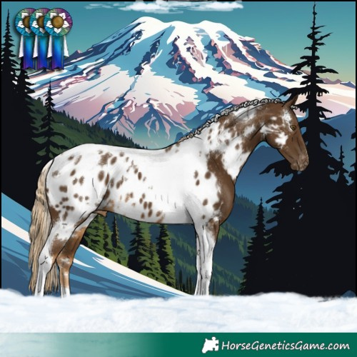 Horse Color:White Spotted Chocolate Palomino Tobiano Blanket