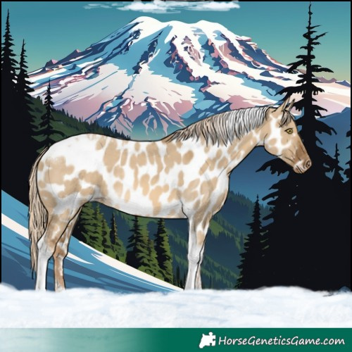 Horse Color:Chocolate Palomino Dun Tobiano Near Leopard
