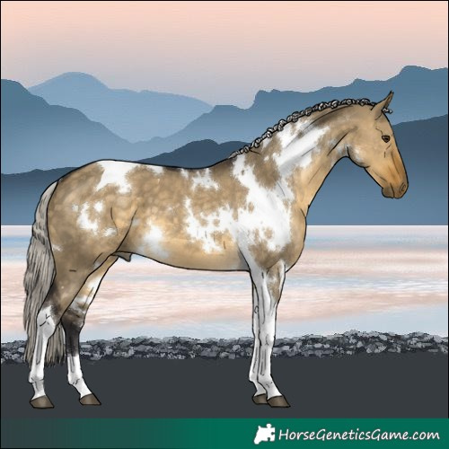 Horse Color:White Spotted Silver Buckskin Dun Tobiano