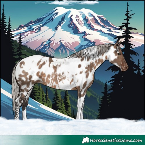 Horse Color:White Spotted Silver Brown Dun Tobiano Near Leopard Rabicano 