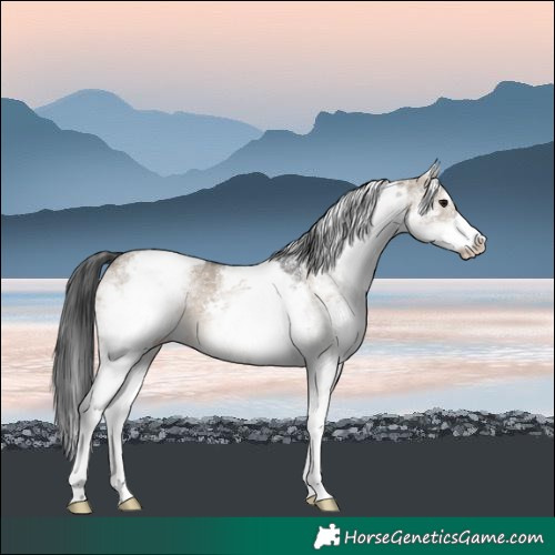 Horse Color:White Spotted Brown Dun Rabicano 