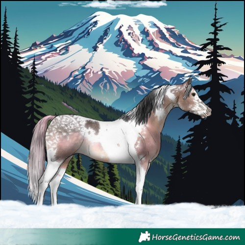 Horse Color:White Spotted Brown Dun Splash Tobiano Rabicano