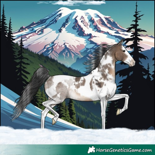 Horse Color:White Spotted Brown Dun Splash Tobiano Rabicano