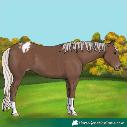 Horse Color:Silver Black Varnish