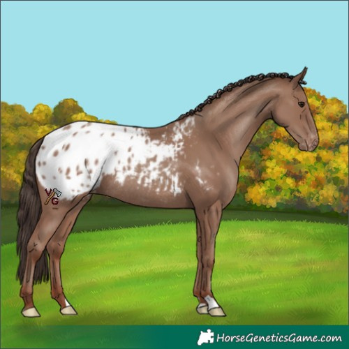 Horse Color:Classic Champagne Blanket Rabicano