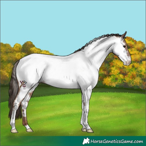 Horse Color:Classic Champagne Tobiano Near Fewspot 
