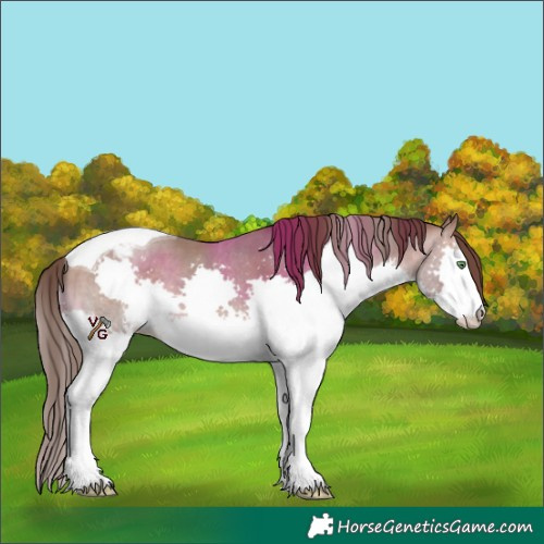 Horse Color:Sable Champagne Splash Tobiano Varnish