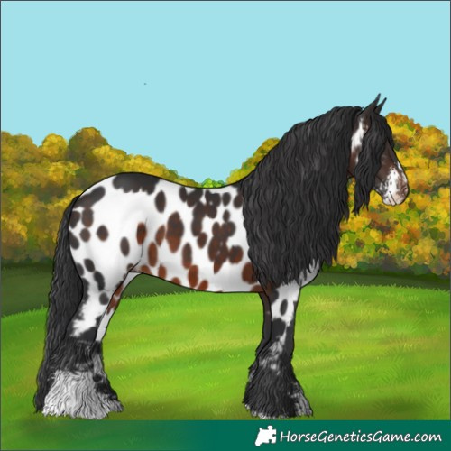 Horse Color:Brown Sabino Near Leopard
