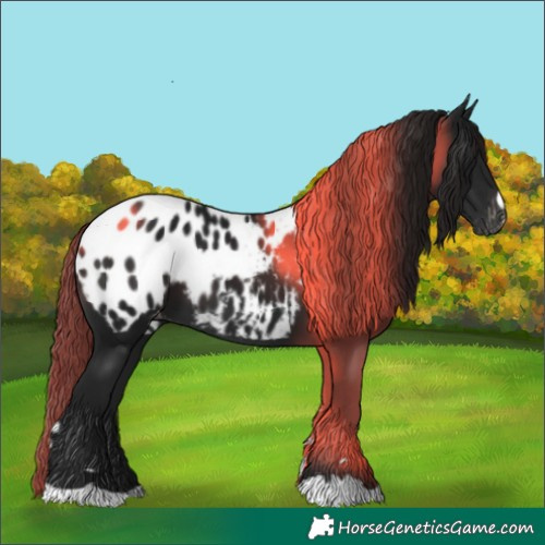 Horse Color:Gray Brown Blanket