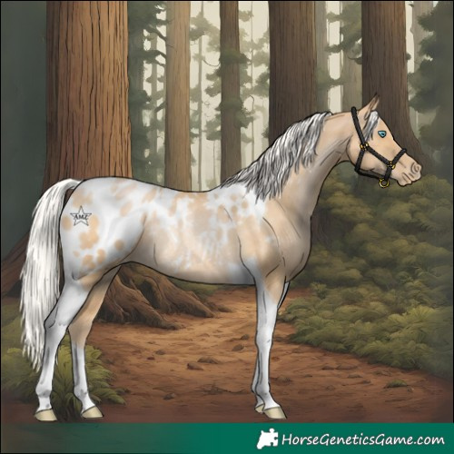 Horse Color:Silver Buckskin Pearl Tobiano Blanket Rabicano